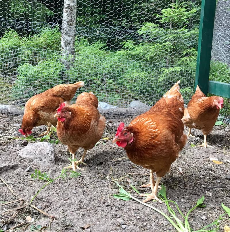 Chickens also live in Manor Museum Glims's courtyard.