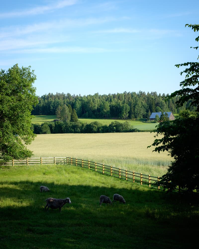 Katrinebergin kotieläinpihalla.