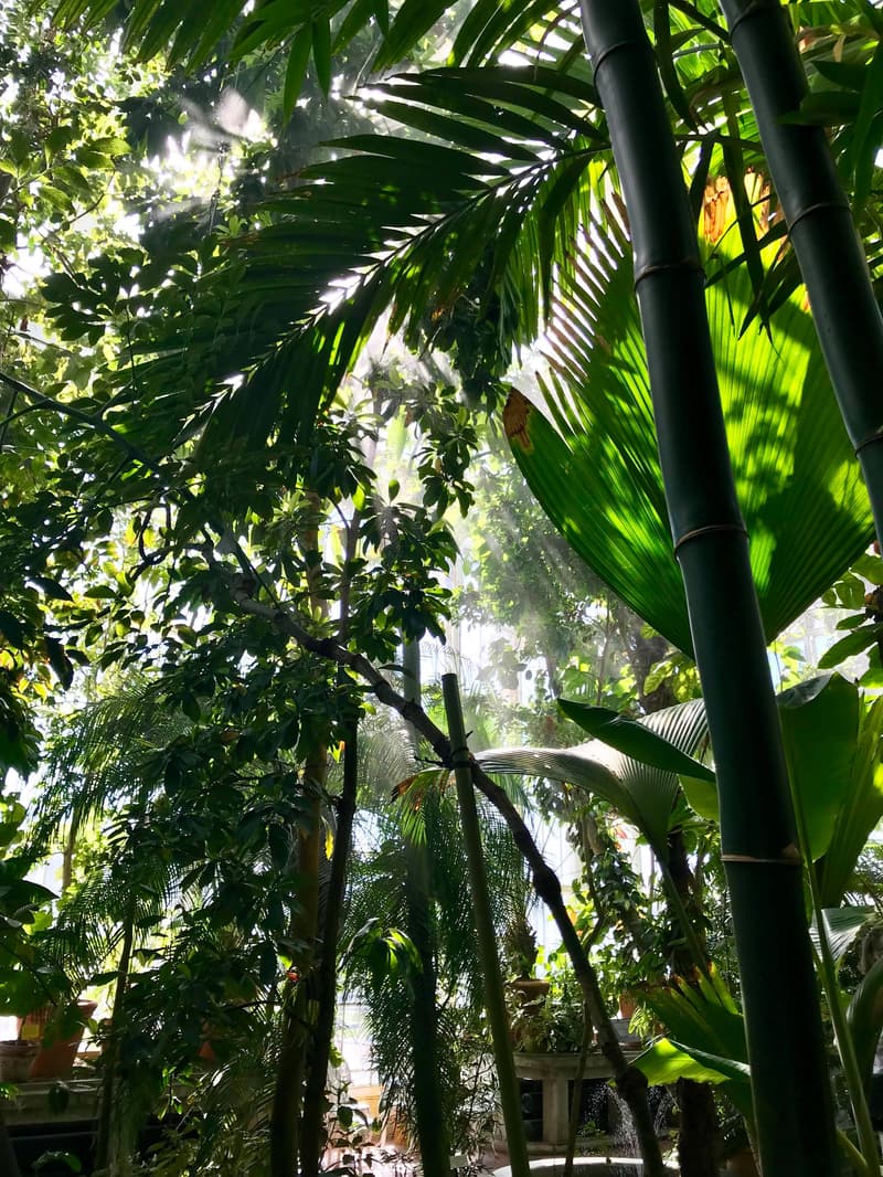 Palmusalissa on kuumaa ja sataa aika ajoin.