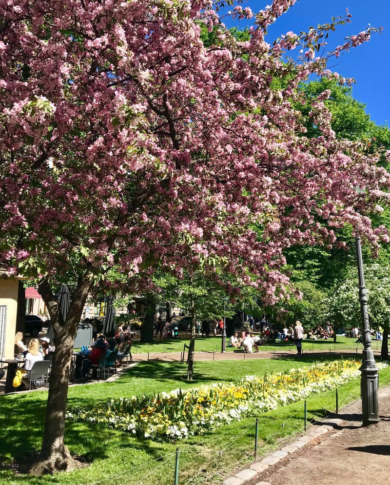 Koristeomenapuut kukkivat Espan puistossa.