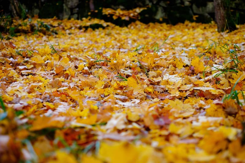 Where to go this week? October 20-26, 2025