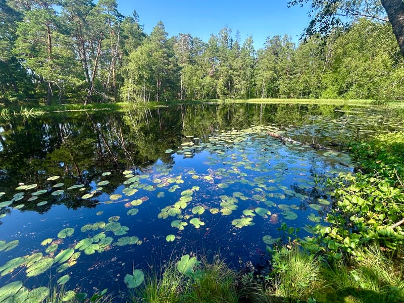 Kruunuvuorenlampi